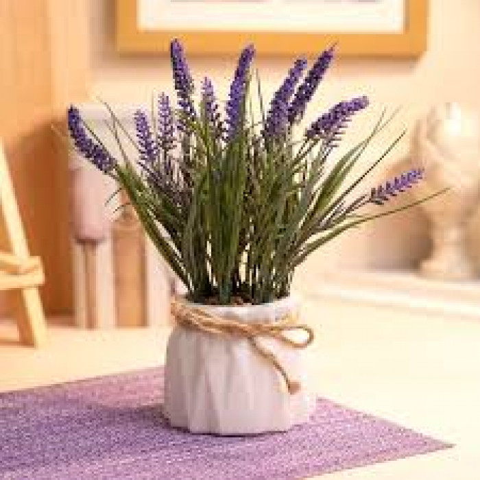 Лаванда в Алматы