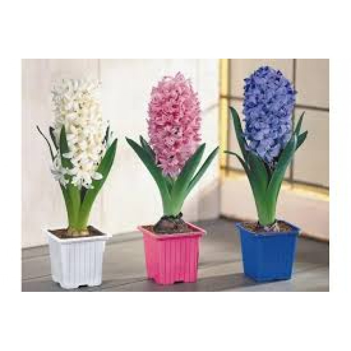 Гиацинты в Алматы