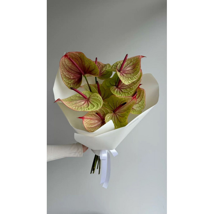 Антуриумы в Алматы