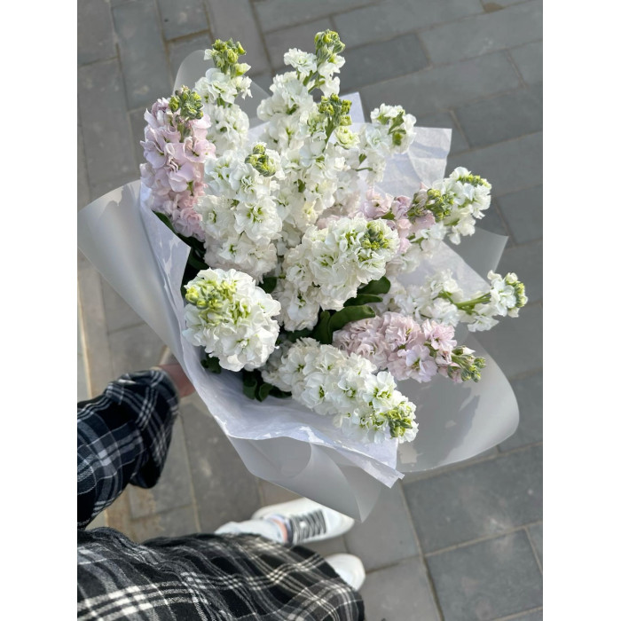 Маттиола в Алматы