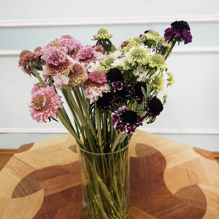 Скобиоза в Алматы