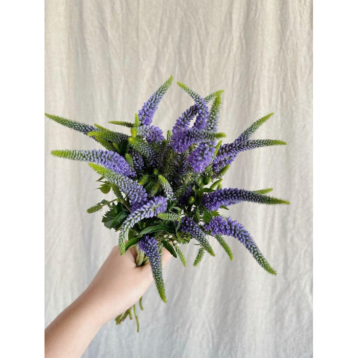 Вероника в Алматы