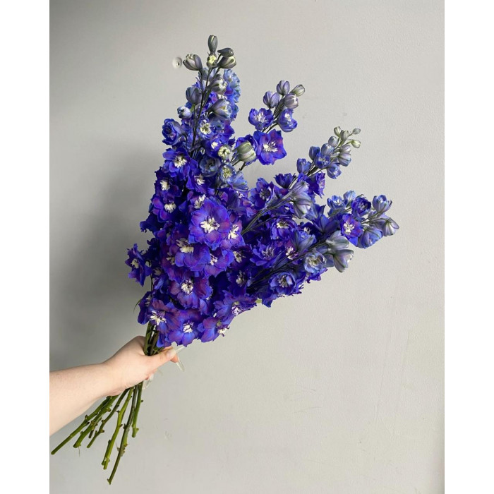 Делфиниум в Алматы