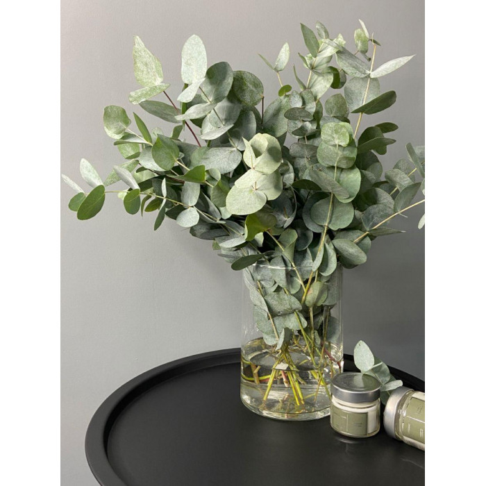 Эвкалипт в Алматы