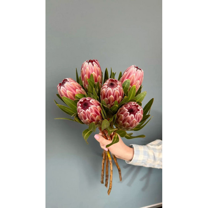 Протея в Алматы