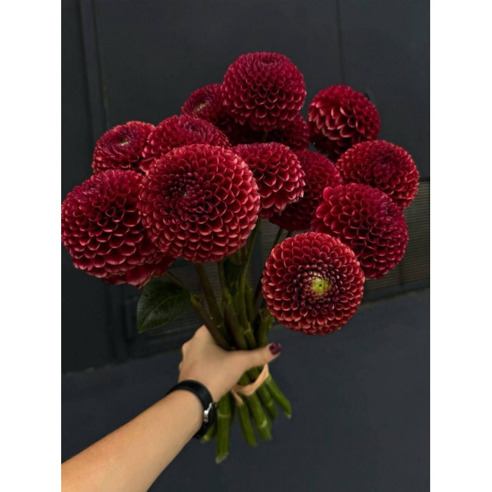 Георгины в Алматы