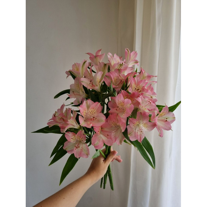 Альпиния в Алматы