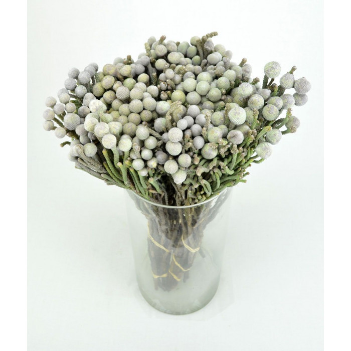 Бруния в Алматы