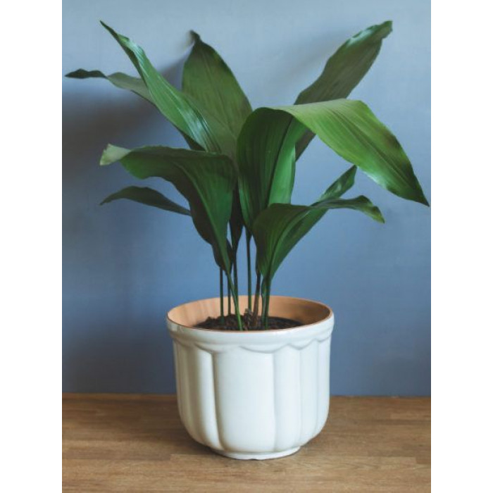 Аспидистра в Алматы