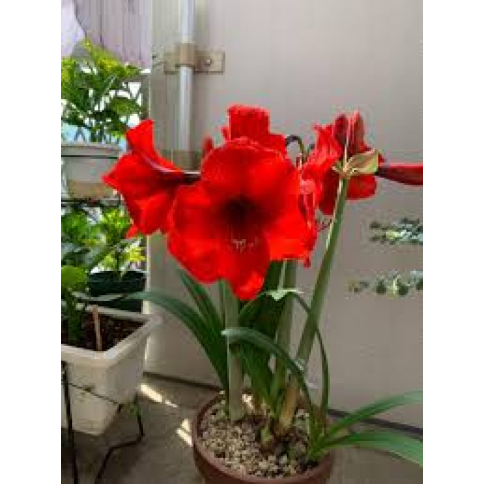 Амариллис в Алматы