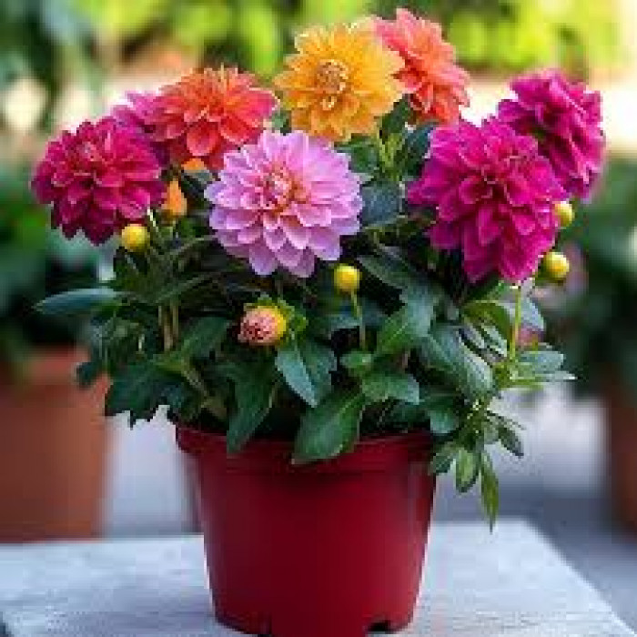 Георгины в Алматы