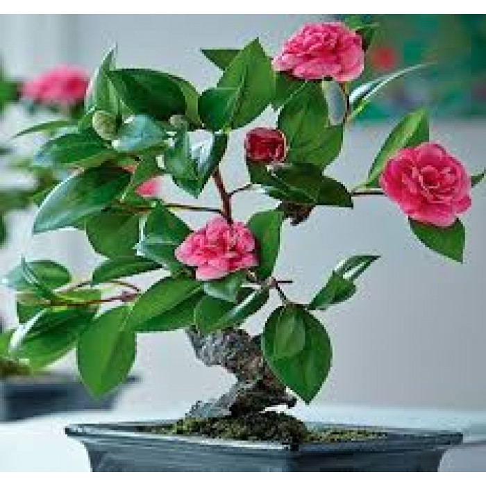 Камелия в Алматы