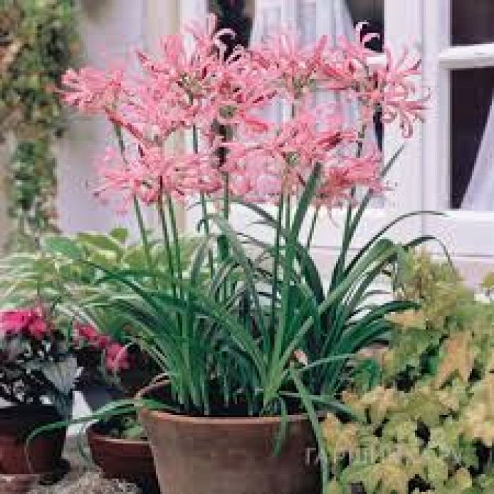 Нерине в Алматы