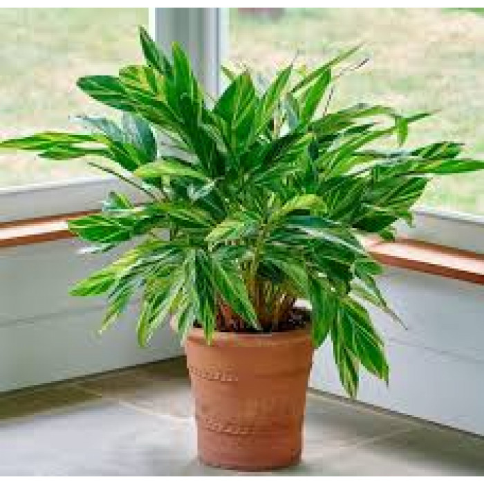 Альпиния в Алматы