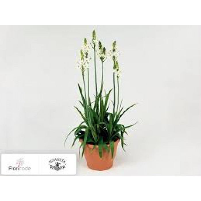 Орнитогалум в Алматы