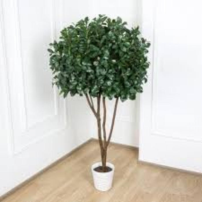 Рускус в Алматы