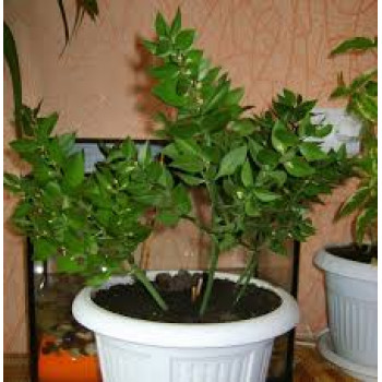 Большой рускус в горшке